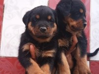 A Klas Rottweiler Yavruları