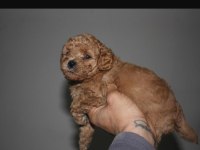 Kore teacup babadan teacup poodle bebekler