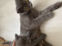4 tane erke yavru scottish fold kedimiz