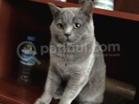 British Longhair Kedimizi Sahiplendirmek İstiyoruz