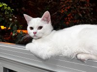 7 AYLIK BEYAZ DİŞİ BRITISH SHORTHAIR