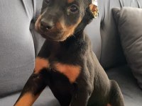 Estetikli doberman yavrular