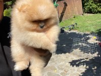Petmode köpek çiftliğinde ziyarete açık POMERANİAN