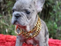 FRENCH BULLDOG YAVRULARI