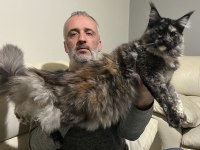A kalite safkan maine coon