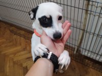 ARES 2 YAŞINDA JACK RUSSELL MELEZİ