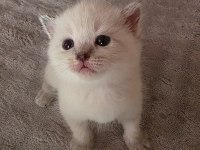 Scottish fold ve british yavruları