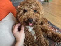 10 Aylık Poodle Her Şeyi Hazır