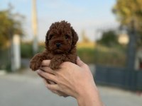 Dikkat oyuncak değildir poodle