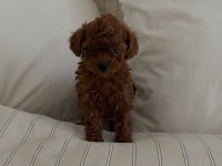 Tatlığın Sınırlarını Zorlayan Poodle