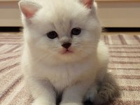 Safkan full şecereli british