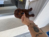 En Koyu Özelini İsteyene Dark Kore Poodle yavrularım