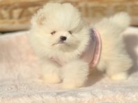 Mini Boy Pomeranian Boo