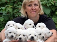 Golden Retriever Yavrular Canlı Görerek Alabilirsiniz
