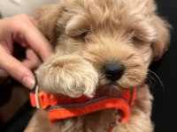 KÖPEĞİMİZE ACİL SAHİPLENDİRİLECEK YER ARANIYOR