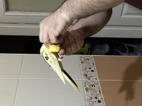 1,5 yaşında erkek sultan papağanı
