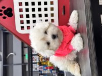 BALDAN TATLI KAR BEYAZ KORE MALTESE YAVRULARIMIZ