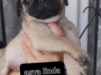 Pug Mops Bebekleri