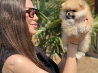 Mini Ayıcık Surat Pomeranian Özel Üretim