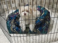 Maltese terrier erkek