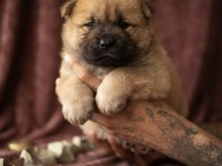 Chow Chow Köpeğimiz