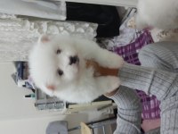 1 buçuk aylık yavrularım 2 dişi 1 erkek pomeranian