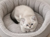 British shorthair erkek dişi ponpon gibi bebekler