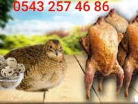 LEZZETLİ ŞİFALI BILDIRCIN ETİ