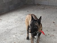 K9 alman kurdu yavru