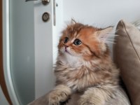Çok sevecen golden black longhair 2,5 aylık kedimiz
