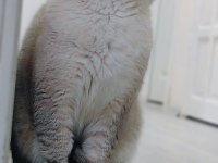 British shorthair kedimize eş aranıyor