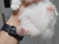 British longhair kedisi