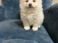 Oyuncak pomeranian bebek ayarında yavrularımız