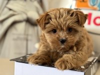 Petmode köpek çiftliğinden tea cup morkie