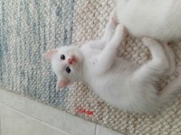 British shorthair yavru