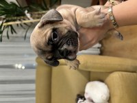 Bakımlı french bulldog yavrular