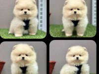 2.5 Aylık Pomeranian Boo Ayı Surat Sağlık Garantili