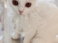 Aşısı her şeyi çipi tam birine scottish fold