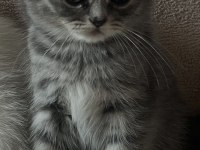 BRITISH TABBY DİŞİ YAVRU KIZIMIZ