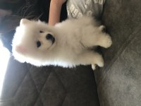 5 aylık pomeranian erkek