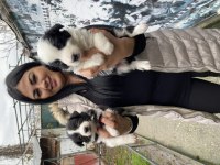 Sağlık ve ırk garantili border collie yavrularım