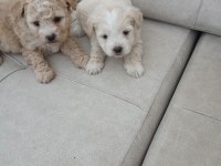 Muhteşem Güzellikte Maltipoo Bebekler