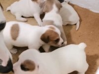 Jack russell terrier akıllı zeki safkan bebekler
