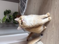 18 aylık ny11 dişi british shorthair yuva arıyor