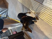 Kızıl doberman 2 yaşında dişi