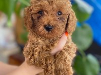 Toy poodle yavrularımız yeni yuvalarını bekliyor