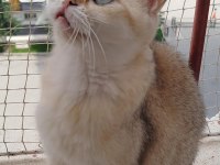 British shorthair ny11 dişi 1.5 yaşında