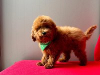 0 numara toy poodle yavrularımız