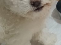 Maltese terrier acil sahiplendirme