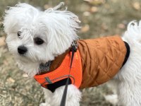 Leo ve Lessie Maltese